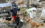پناهگاه فقیرانه 500 سگ زاغه نشین تهران + فیلم 