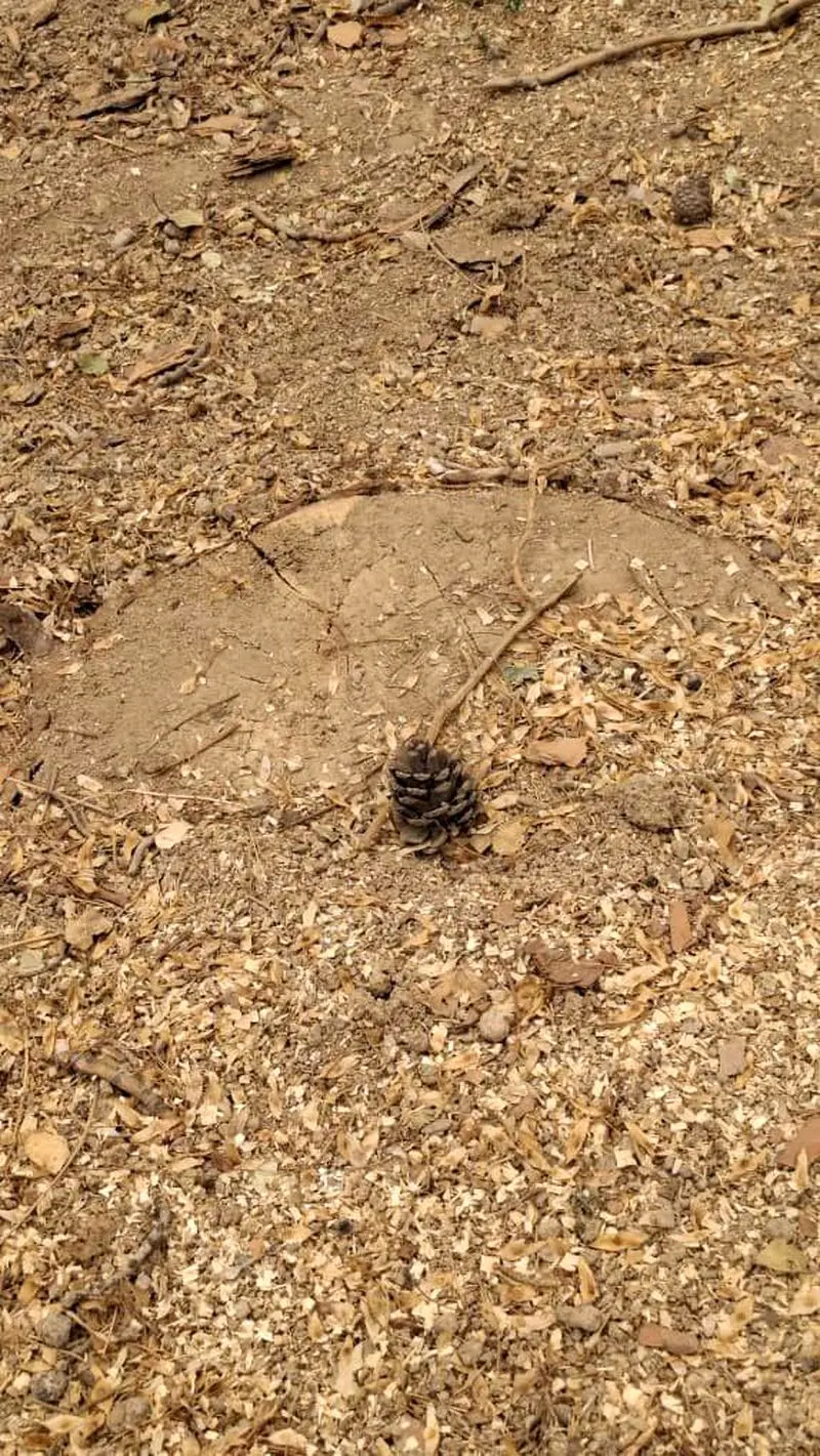 قطع درختان در موزه آبگینه (3)