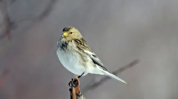 مشاهده سهره کوهی برای اولین بار در استان قزوین 