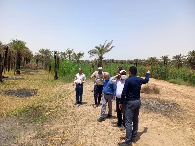bahmanshir+palmtree