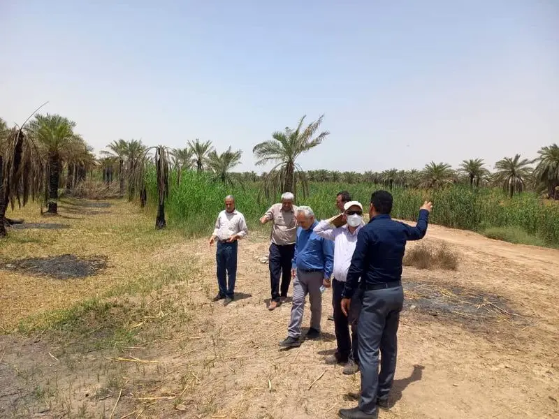 bahmanshir+palmtree