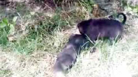 نوزادی که خوراک سگ ها ولگرد شد + عکس