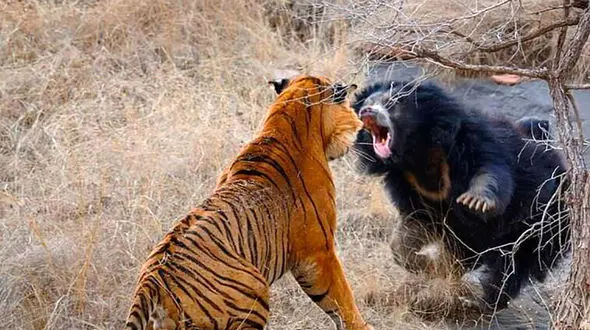 جنگیدن با ببر برای نجات جان بچه‌ها+عکس