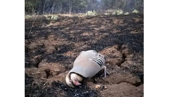 مرگ تراژیک یک کبک در آتش سوزی های زنجیره ای مریوان