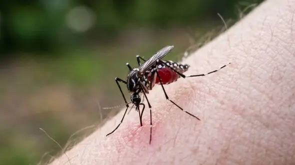 پشه ها به دنبال کدام گروه خونی می گردند؟