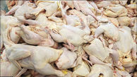 معدوم کردن 3 تن مرغ غیر قابل مصرف در قزوین