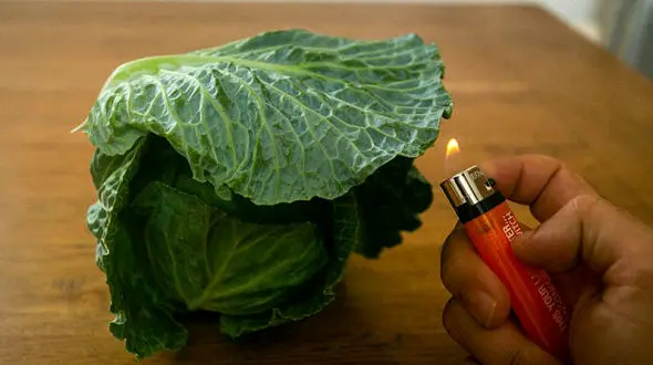 فروش کاهوی پلاستیکی در فروشگاه زنجیره‌ای معروف+عکس و فیلم