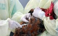 واکسیناسیون 8 میلیون قطعه طیور علیه بیماری آنفولانزای پرندگان در اردبیل