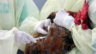 واکسیناسیون 8 میلیون قطعه طیور علیه بیماری آنفولانزای پرندگان در اردبیل