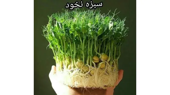 سبزه نخود را برای عید امسال امتحان کنید + عکس