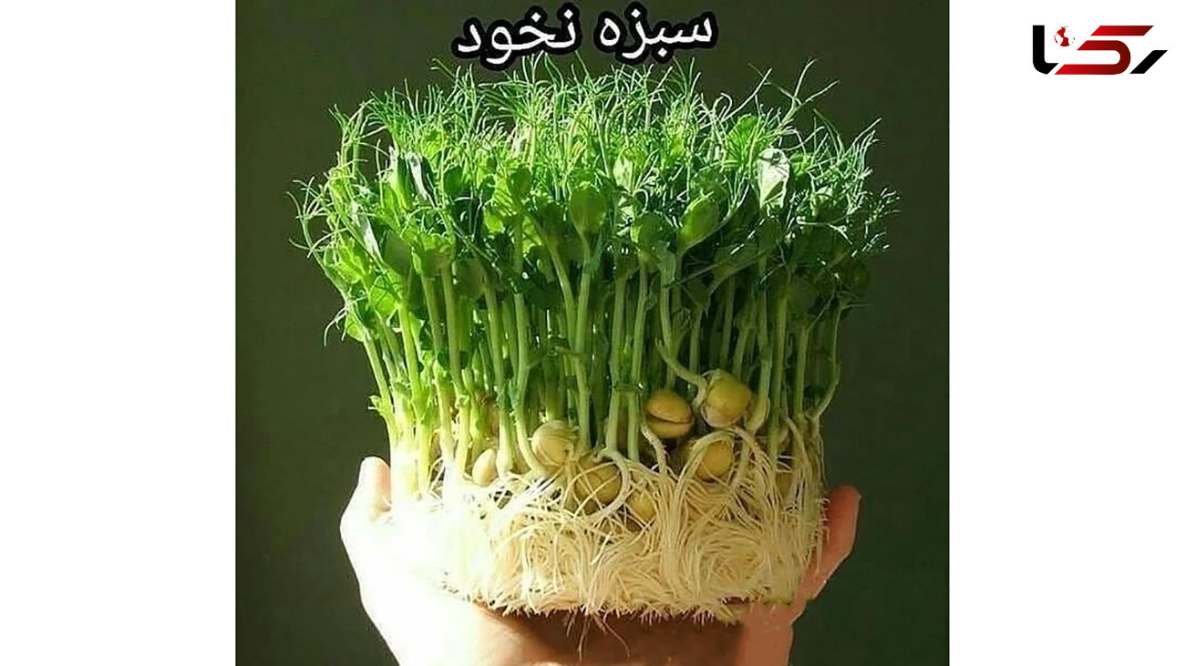 سبزه نخود را برای عید امسال امتحان کنید + عکس