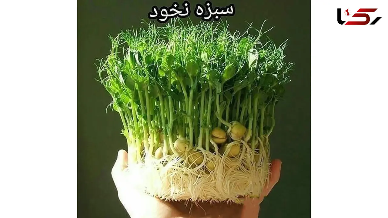سبزه نخود را برای عید امسال امتحان کنید + عکس