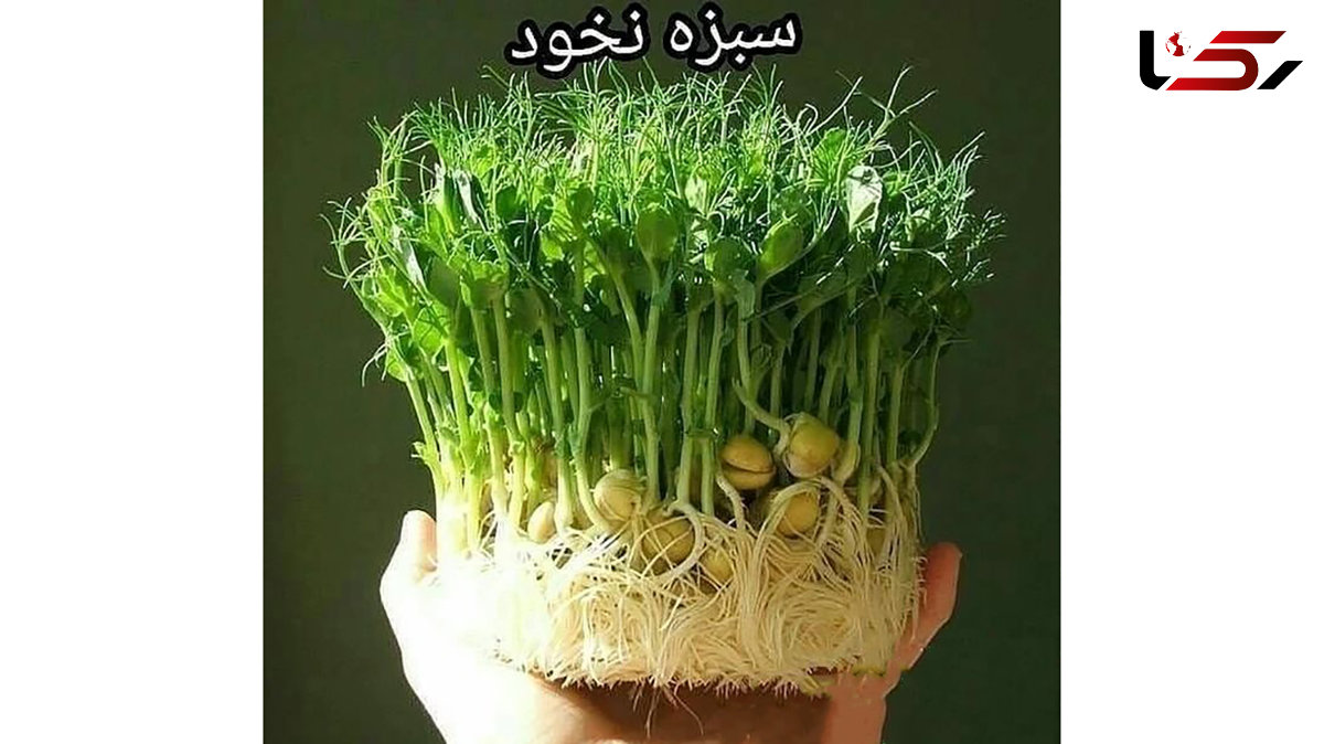 سبزه نخود را برای عید امسال امتحان کنید + عکس