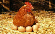 قیمت مرغ و تخم مرغ افزایشی می شود؟