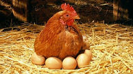 قیمت مرغ و تخم مرغ افزایشی می شود؟