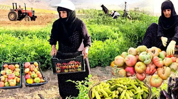 طرز تهیه غذاهای روستایی؛ از مزرعه تا سفره با گوجه و بامیه | فیلم