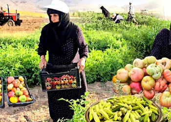 طرز تهیه غذاهای روستایی؛ از مزرعه تا سفره با گوجه و بامیه | فیلم