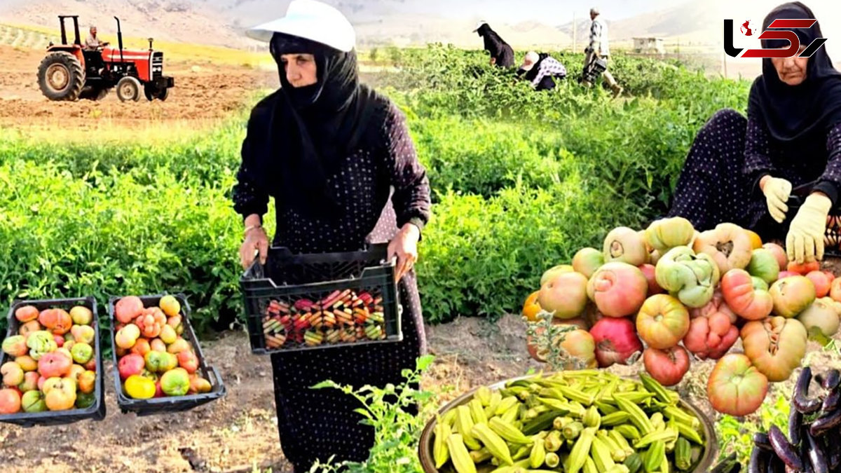 طرز تهیه غذاهای روستایی؛ از مزرعه تا سفره با گوجه و بامیه | فیلم