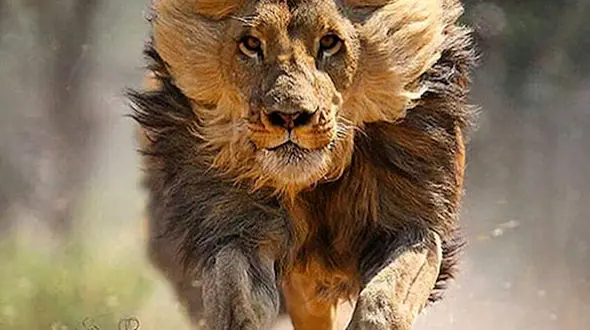 از شکارگاه شیرهای حیات وحش تا راه رفتن خرس قطبی روی یخ