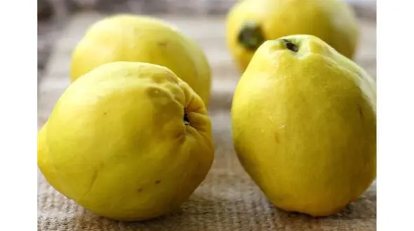میوه ای که روحیه را احیا می کند