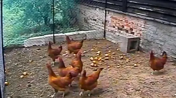 سگی که مرغ ها را از چنگال روباه نجات داد+فیلم