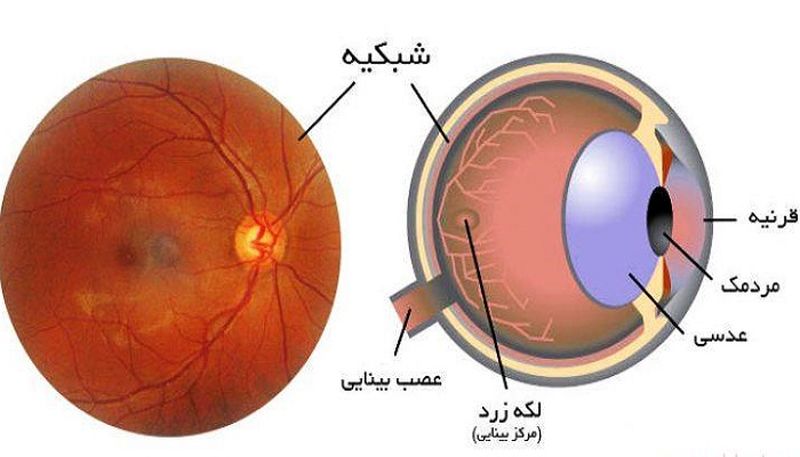 ماکولار بینایی