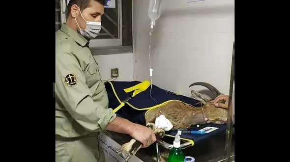 فیلم لحظه به لحظه با بز گلوله خورده در البرز + دقایق تلخ