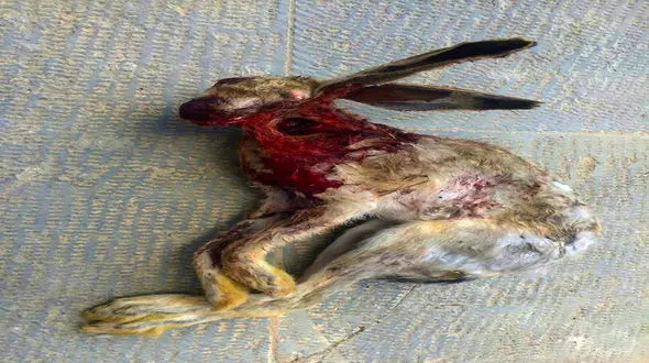 شکارچی خرگوش در دام محیط بانان بیجار