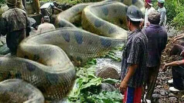 بزرگترین مار جهان که دویست و پنجاه و هفت نفر را خورده بود، کشته شد +تصاویر