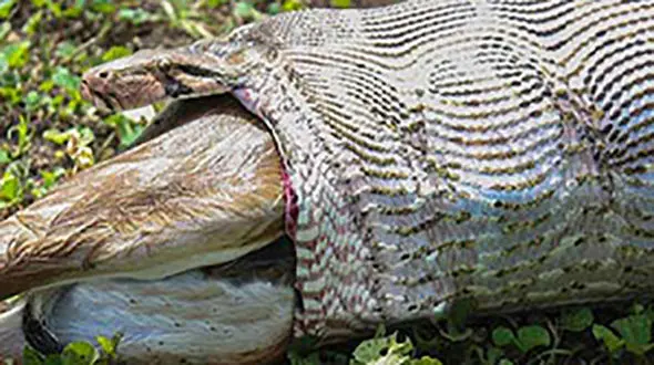 فیلم لحظه بلعیده شدن یک آهو توسط یک مار