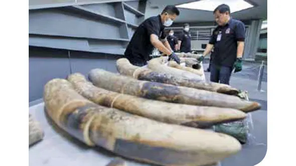 لورفتن محموله بزرگ عاج فیل در فرودگاه بانکوک + عکس