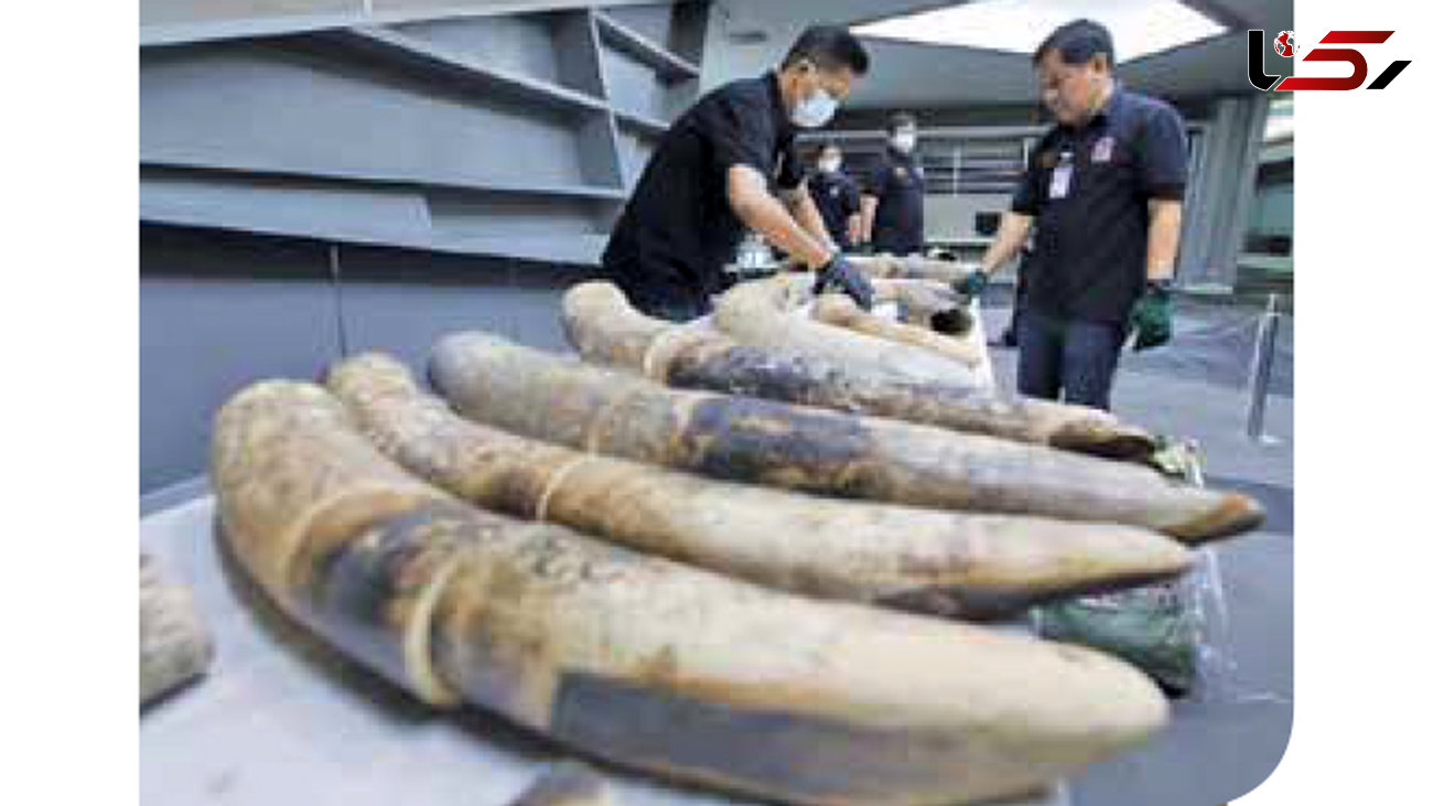 لورفتن محموله بزرگ عاج فیل در فرودگاه بانکوک + عکس