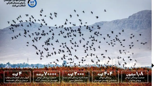 کشتار فجیع پرندگان در خوزستان؛ سم‌ریزی برای سودجویی در بازار!