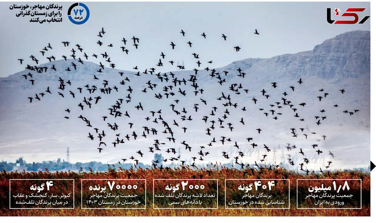 کشتار فجیع پرندگان در خوزستان؛ سم‌ریزی برای سودجویی در بازار!
