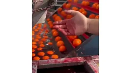 حقیقت پرتقال‌های رنگ‌شده فاش شد / توصیه‌های مهم سازمان غذا و دارو