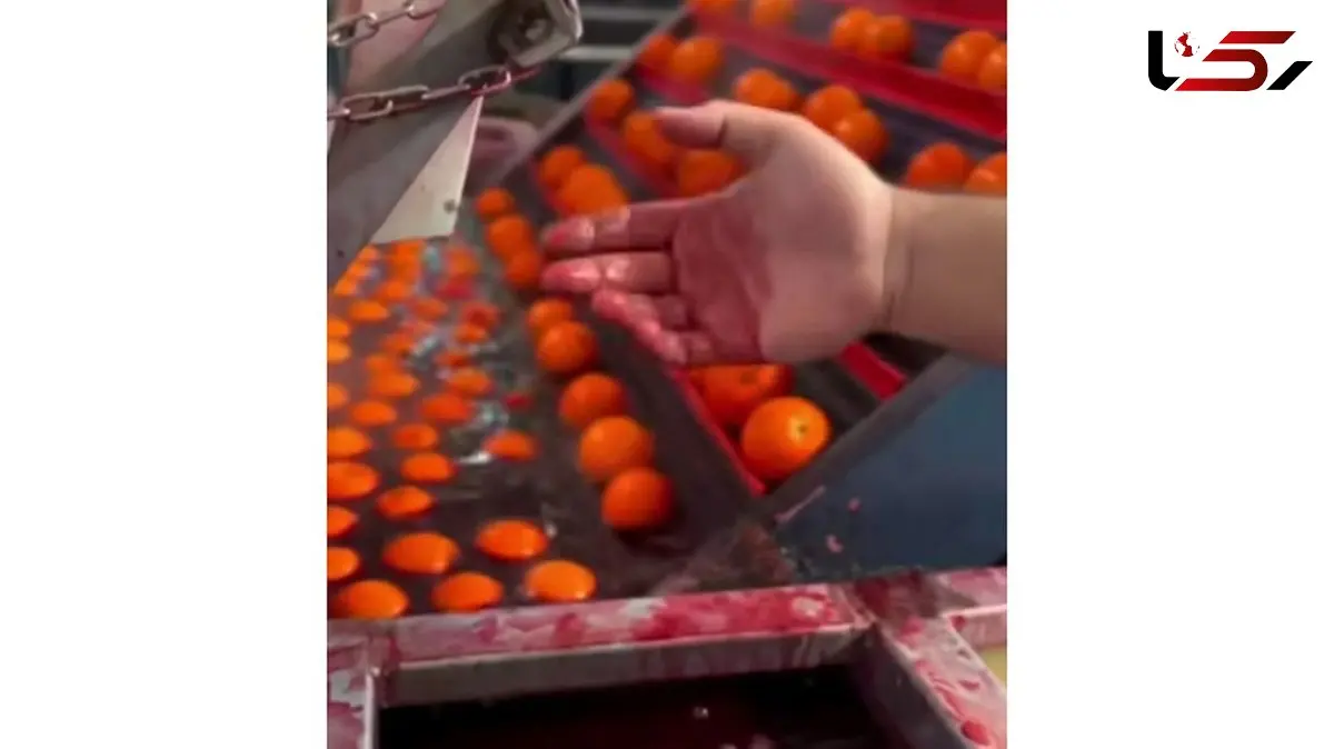 حقیقت پرتقال‌های رنگ‌شده فاش شد / توصیه‌های مهم سازمان غذا و دارو