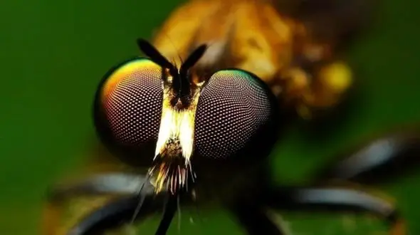 راز دید مگس‌ ها: چگونه جهان را می‌ بینند؟