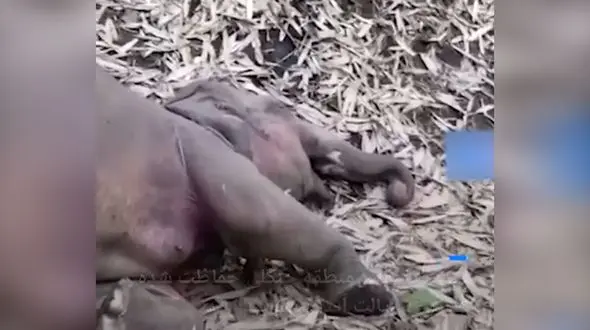 مرگ  یک گله فیل با اصابت رعد و برق !  + فیلم از هند
