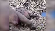 مرگ  یک گله فیل با اصابت رعد و برق !  + فیلم از هند

