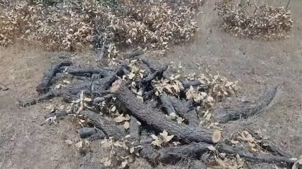 قیمت مرگ بلوط: دو درخت ۵۰ ساله، فقط ۳۰۰ هزار تومان / مرگ تدریجی جنگل‌های بلوط کرمانشاه + فیلم