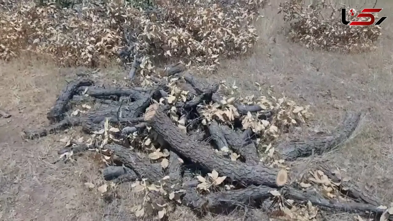 قیمت مرگ بلوط: دو درخت ۵۰ ساله، فقط ۳۰۰ هزار تومان / مرگ تدریجی جنگل‌های بلوط کرمانشاه + فیلم