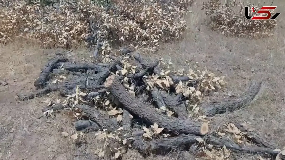 قیمت مرگ بلوط: دو درخت ۵۰ ساله، فقط ۳۰۰ هزار تومان / مرگ تدریجی جنگل‌های بلوط کرمانشاه + فیلم