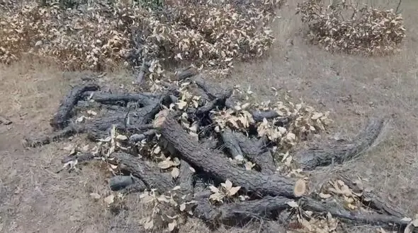 قیمت مرگ بلوط: دو درخت ۵۰ ساله، فقط ۳۰۰ هزار تومان / مرگ تدریجی جنگل‌های بلوط کرمانشاه + فیلم