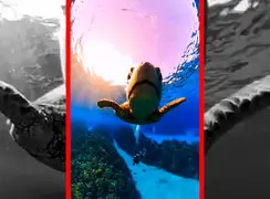 فیلم کنجکاوی لاکپشت آبی نسبت به لنز دوربین