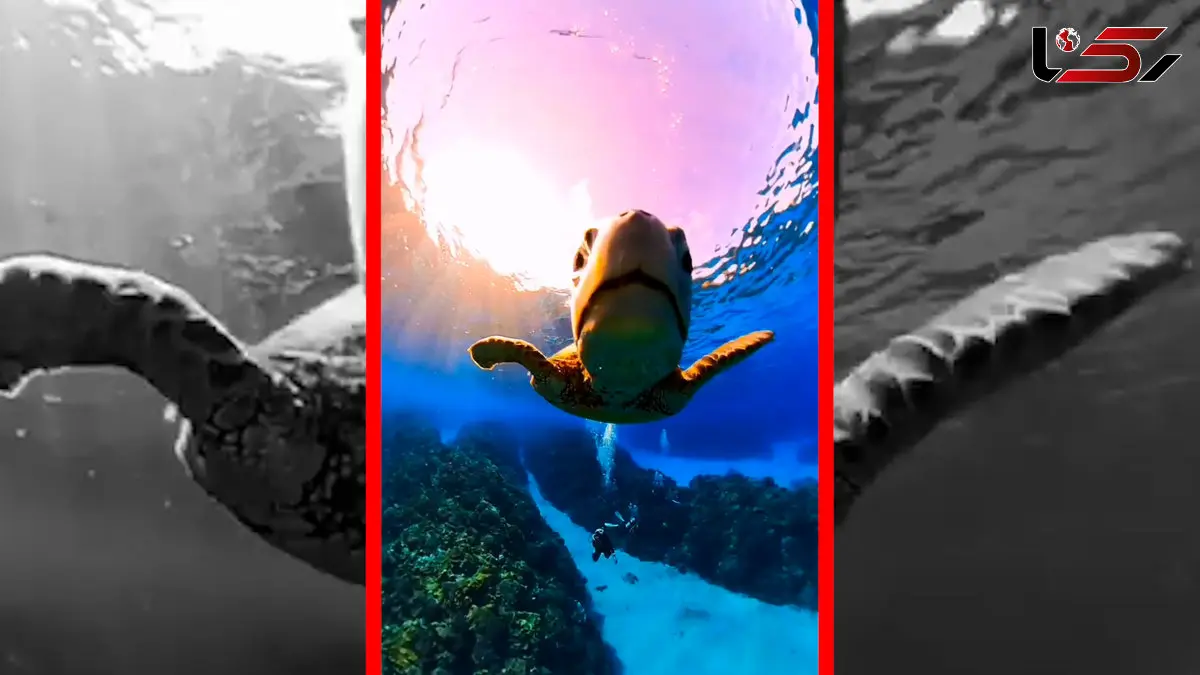 فیلم کنجکاوی لاکپشت آبی نسبت به لنز دوربین