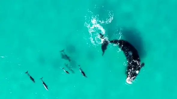 راز دوستی نهنگ‌ ها و دلفین‌ ها؛ ماجرای بازی در اعماق اقیانوس‌ ها