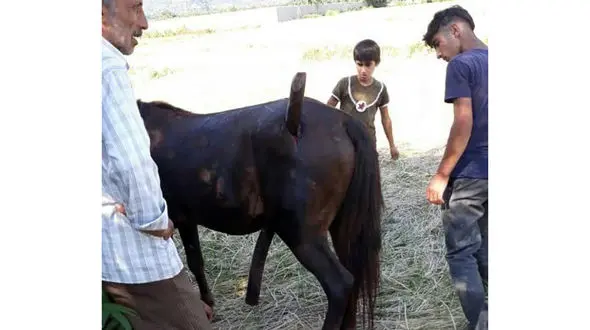  مصدومیت عجیب اسب در روستای لمیر ! 