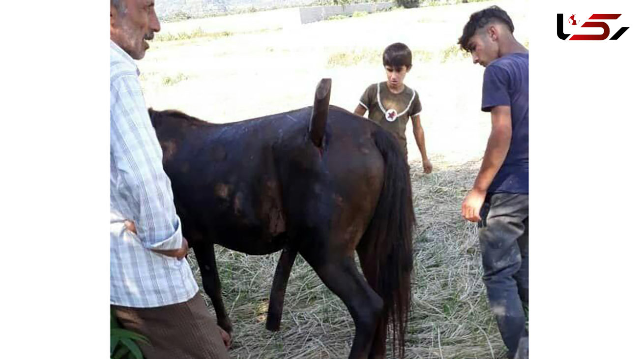  مصدومیت عجیب اسب در روستای لمیر ! 