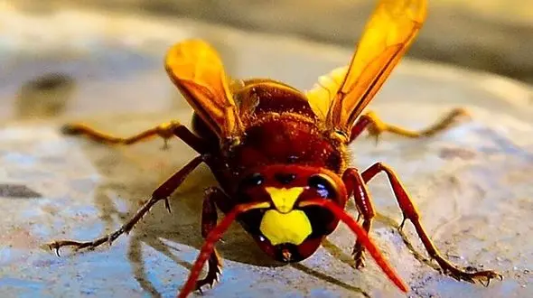 نیش زنبور جان مرد خوزستانی را گرفت