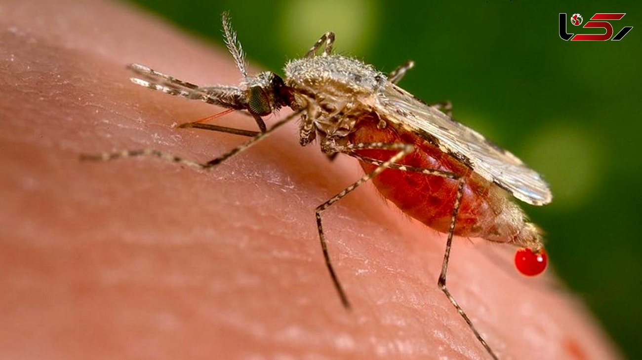 با بوی بدن می توان عفونت مالاریا را شناسایی کرد